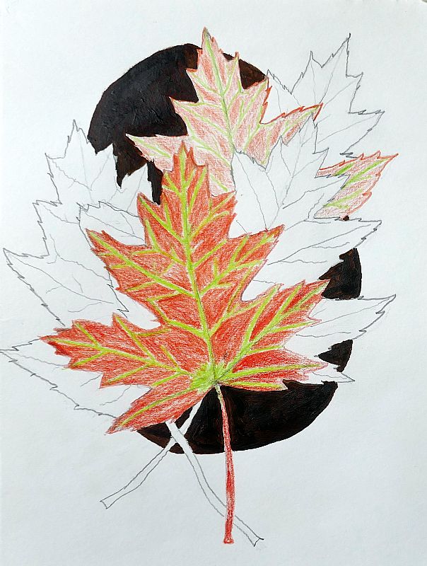 Rob van den Boom_ Esdoorn, potlood en acryl op papier, 32,5x25cm, februari 2026 (26.06), uit een serie van vijf.