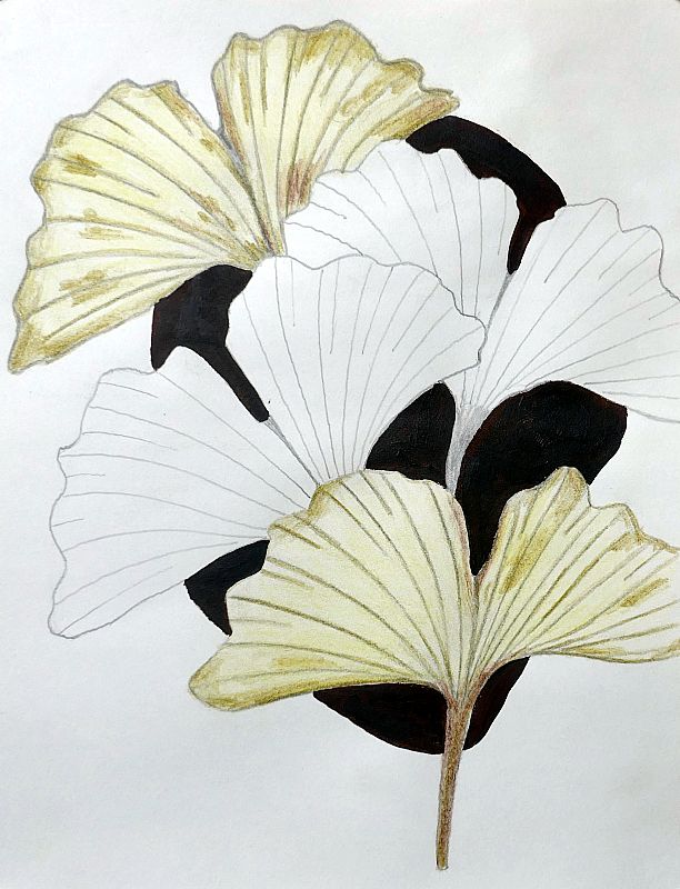 Rob van den Boom_ Ginkgo, potlood en acryl op papier, 32,5x25cm, februari 2026 (26.05), uit een serie van vijf.